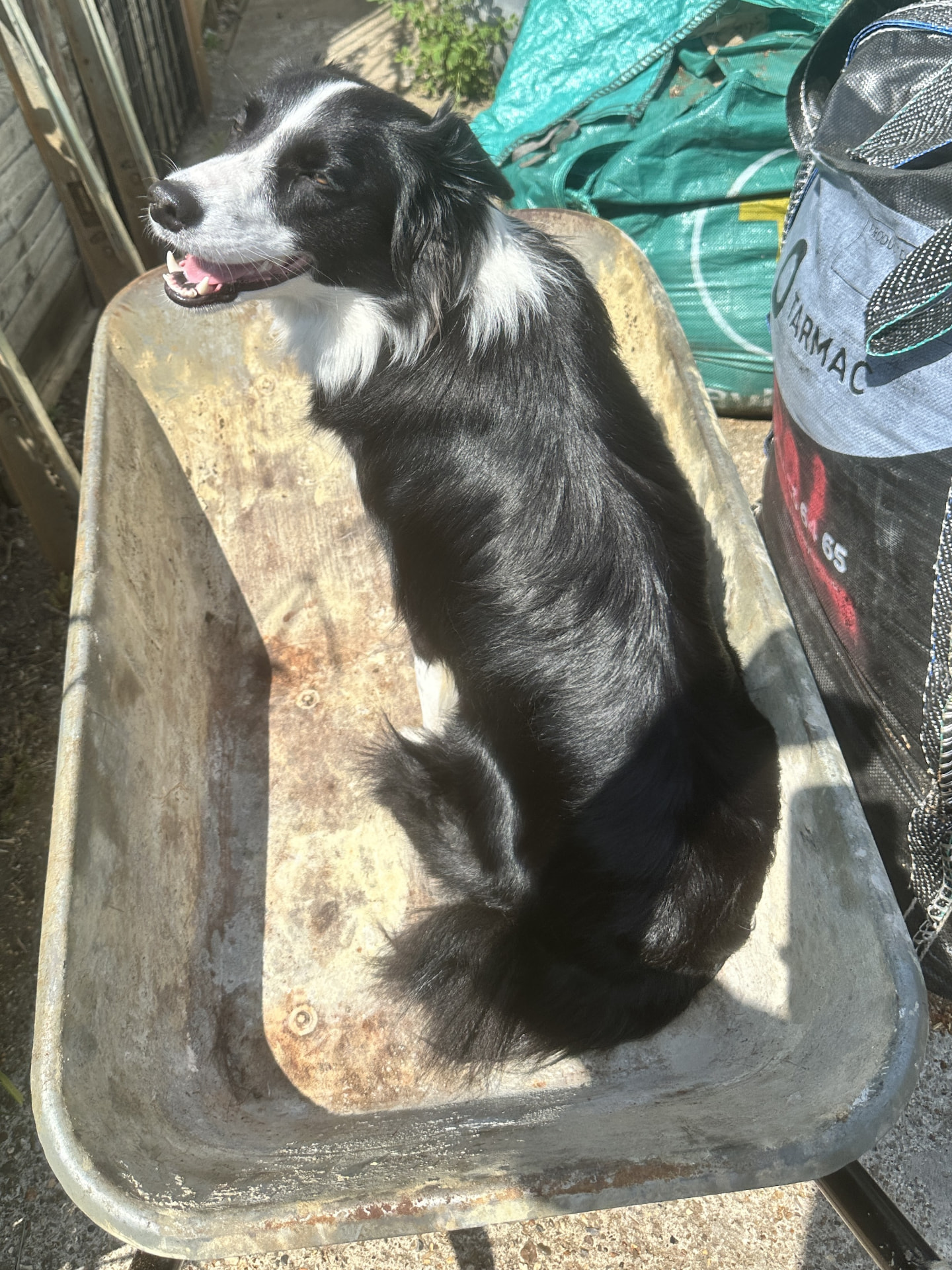 Ember the border collie sitting in a wheelbarrow in the yard