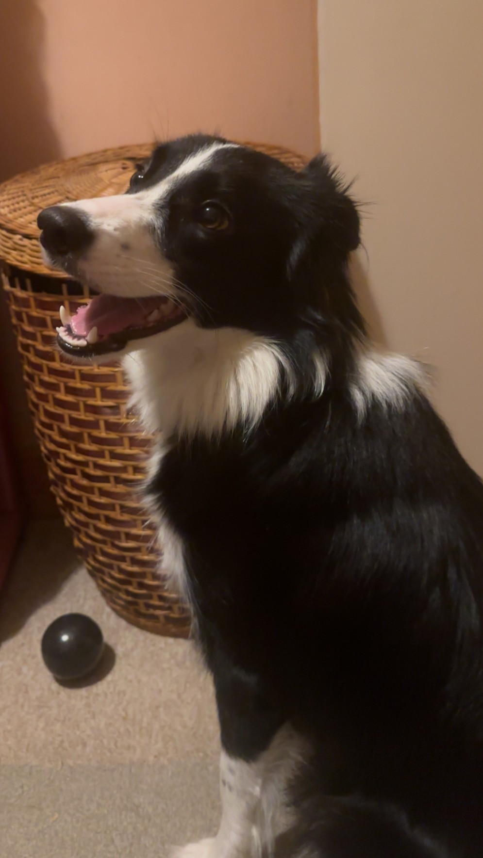 Ember the border collie waiting beside her ball