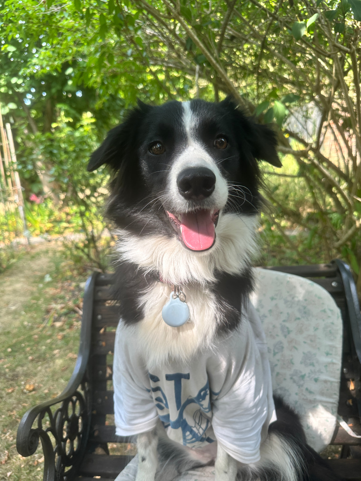 Ember the border collie sitting on a garden bench